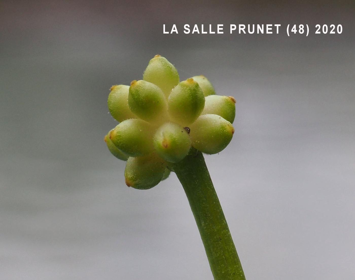 Celandine, Lesser fruit